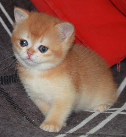 Image de la portée de chaton de l'élévage DES LANDES DE KERIVO