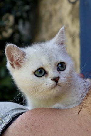 Image de la portée de chaton de l'élévage LA CHATTERIE DU LAURAGAIS