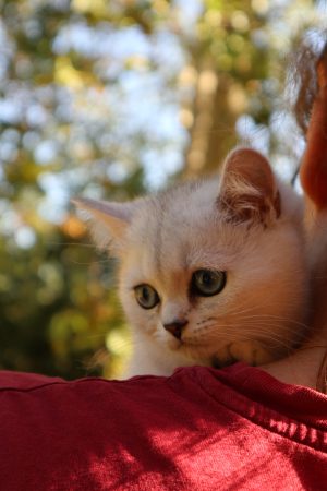 Image de la portée de chaton de l'élévage LA CHATTERIE DU LAURAGAIS