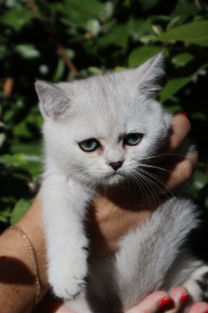 Image de la portée de chaton de l'élévage LA CHATTERIE DU LAURAGAIS