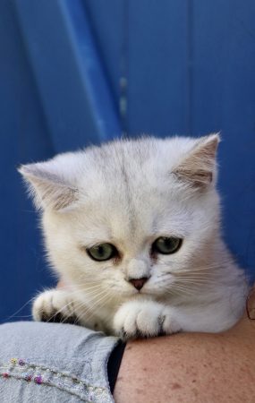 Image de la portée de chaton de l'élévage LA CHATTERIE DU LAURAGAIS
