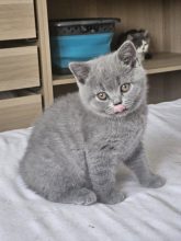 Chatons de race British shorthair à vendre chez l'éleveur FONTAINE MARIE-LAURE