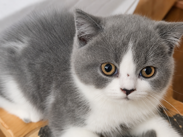 Image de la portée de chaton de l'élévage FONTAINE MARIE-LAURE