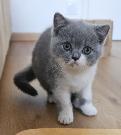 Image de la portée de chaton de l'élévage FONTAINE MARIE-LAURE