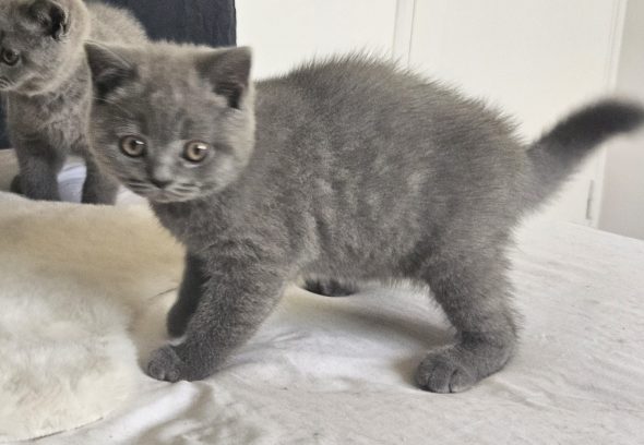 Image de la portée de chaton de l'élévage FONTAINE MARIE-LAURE