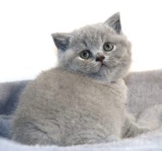 Chatons de race British shorthair à vendre chez l'éleveur TARRINHA LYDIE ET SERGE