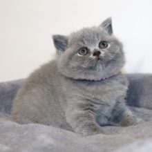 Chatons de race British shorthair à vendre chez l'éleveur TARRINHA LYDIE ET SERGE