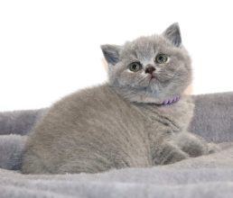 Chatons de race British shorthair à vendre chez l'éleveur TARRINHA LYDIE ET SERGE