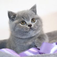 Chatons de race British shorthair à vendre chez l'éleveur TARRINHA LYDIE ET SERGE