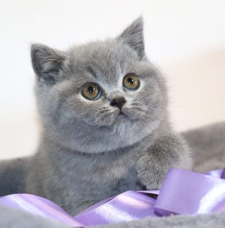 Image de la portée de chaton de l'élévage TARRINHA LYDIE ET SERGE