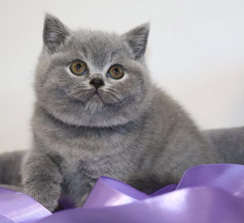 Image de la portée de chaton de l'élévage TARRINHA LYDIE ET SERGE