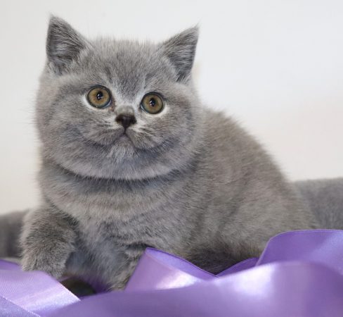 Image de la portée de chaton de l'élévage TARRINHA LYDIE ET SERGE