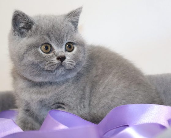 Image de la portée de chaton de l'élévage TARRINHA LYDIE ET SERGE
