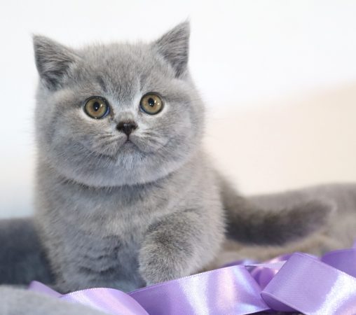 Image de la portée de chaton de l'élévage TARRINHA LYDIE ET SERGE