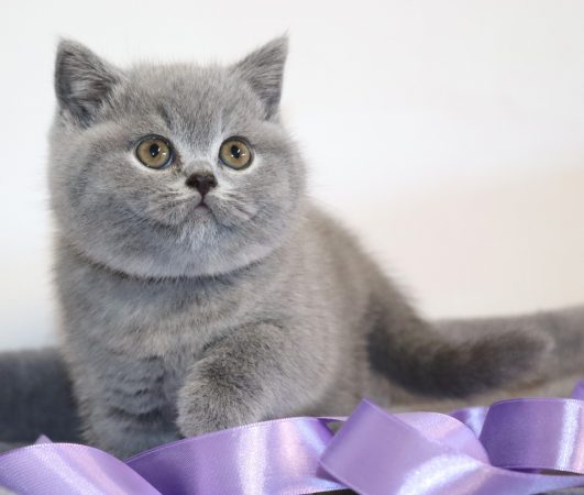 Image de la portée de chaton de l'élévage TARRINHA LYDIE ET SERGE