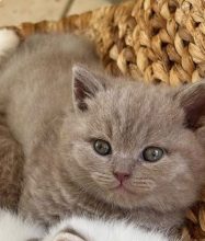Chatons de race British shorthair à vendre chez l'éleveur LES DIABLOTINS DU VERGER