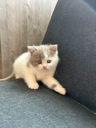 Image de la portée de chaton de l'élévage LES DIABLOTINS DU VERGER