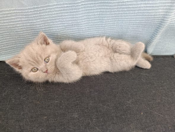Image de la portée de chaton de l'élévage LES DIABLOTINS DU VERGER