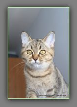 Chatons de race British shorthair à vendre chez l'éleveur CARBIN