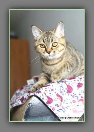 Image de la portée de chaton de l'élévage CARBIN