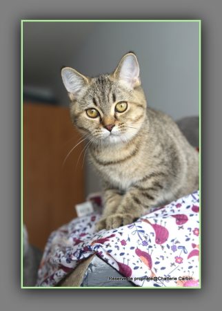 Image de la portée de chaton de l'élévage CARBIN