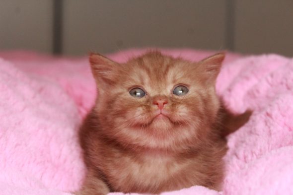 Image de la portée de chaton de l'élévage LES INFINY CHESHIRE