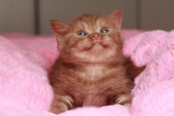 Image de la portée de chaton de l'élévage LES INFINY CHESHIRE