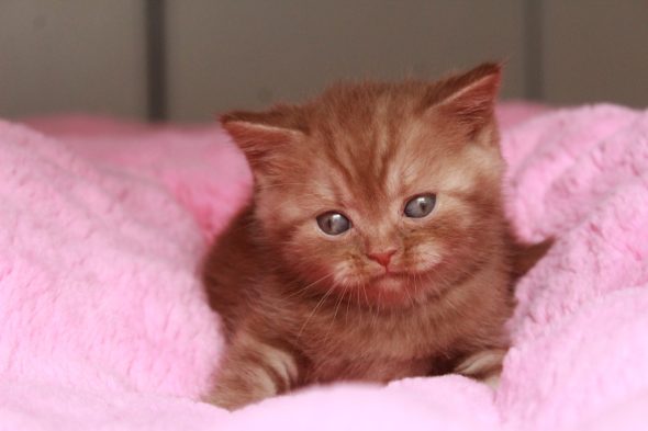 Image de la portée de chaton de l'élévage LES INFINY CHESHIRE