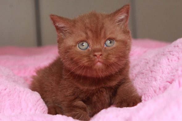 Image de la portée de chaton de l'élévage LES INFINY CHESHIRE