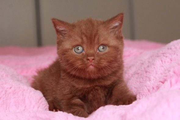 Image de la portée de chaton de l'élévage LES INFINY CHESHIRE