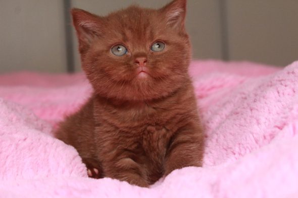 Image de la portée de chaton de l'élévage LES INFINY CHESHIRE