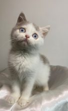 Chatons de race British shorthair à vendre chez l'éleveur CHATTERIE DES 7 N ROCK