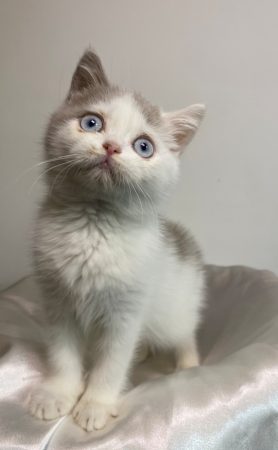 Image de la portée de chaton de l'élévage CHATTERIE DES 7 N ROCK
