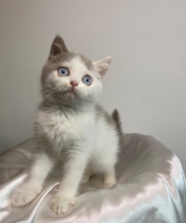Image de la portée de chaton de l'élévage CHATTERIE DES 7 N ROCK