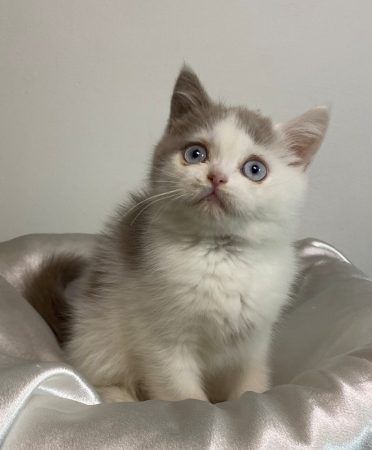 Image de la portée de chaton de l'élévage CHATTERIE DES 7 N ROCK