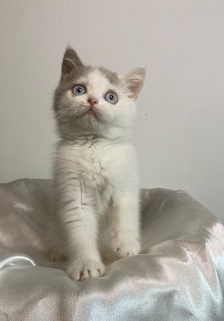 Image de la portée de chaton de l'élévage CHATTERIE DES 7 N ROCK