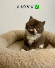 Chatons de race British shorthair à vendre chez l'éleveur CHATTERIE DES 7 N ROCK