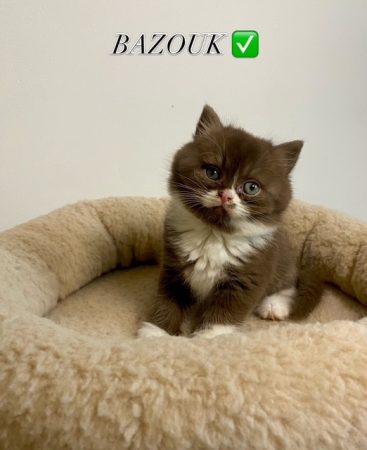 Image de la portée de chaton de l'élévage CHATTERIE DES 7 N ROCK