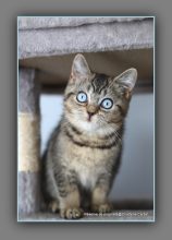 Chatons de race British shorthair à vendre chez l'éleveur CARBIN