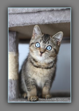 Image de la portée de chaton de l'élévage CARBIN