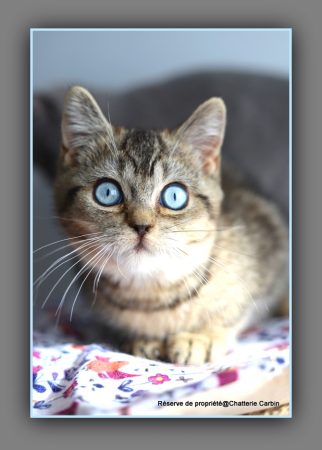 Image de la portée de chaton de l'élévage CARBIN
