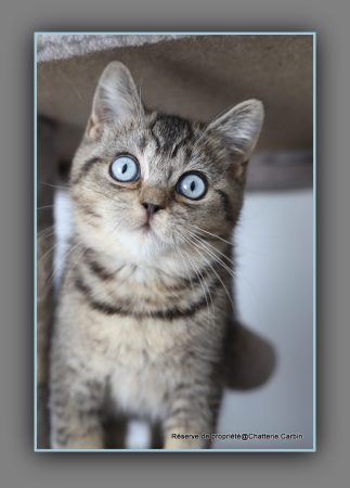 Image de la portée de chaton de l'élévage CARBIN