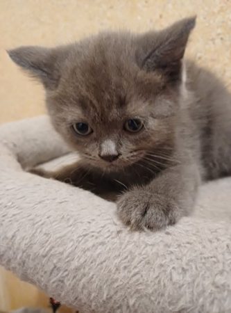Image de la portée de chaton de l'élévage HARRISON BEARS
