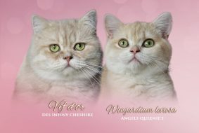 Chatons de race British shorthair à vendre chez l'éleveur LES INFINY CHESHIRE
