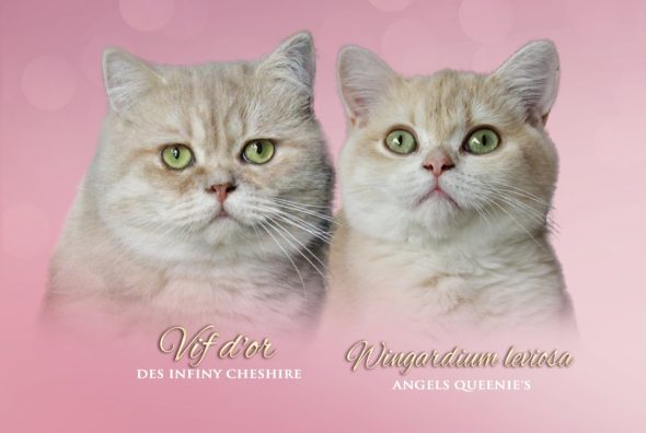 Image de la portée de chaton de l'élévage LES INFINY CHESHIRE