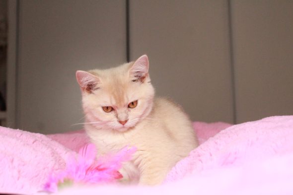 Image de la portée de chaton de l'élévage LES INFINY CHESHIRE