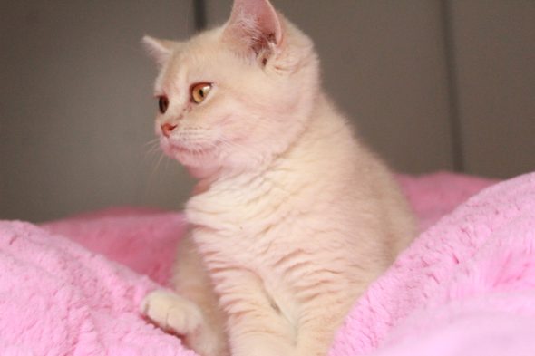 Image de la portée de chaton de l'élévage LES INFINY CHESHIRE