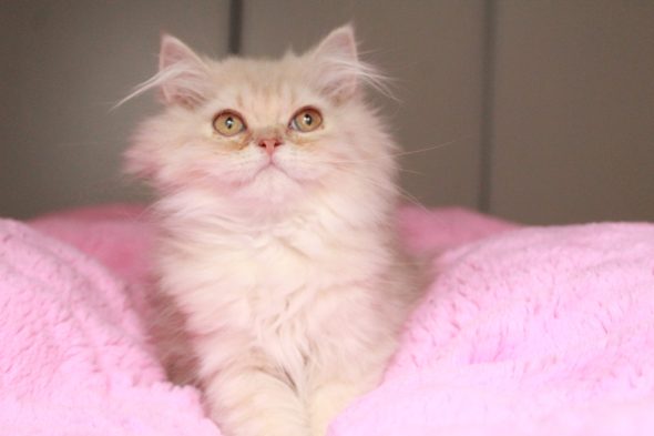 Image de la portée de chaton de l'élévage LES INFINY CHESHIRE
