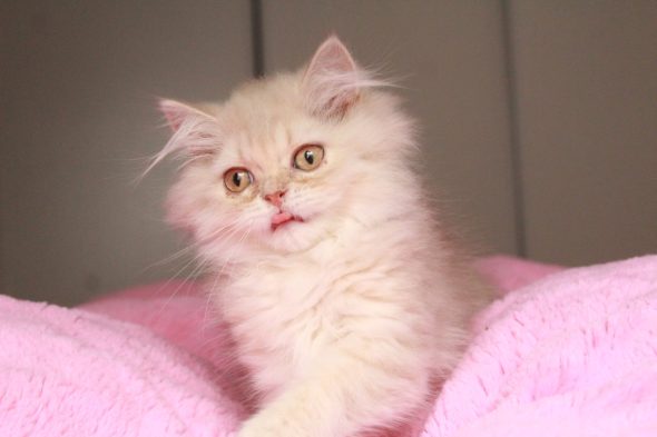 Image de la portée de chaton de l'élévage LES INFINY CHESHIRE