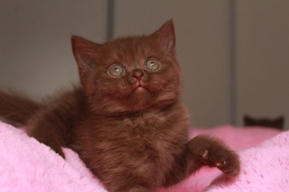 Image de la portée de chaton de l'élévage LES INFINY CHESHIRE